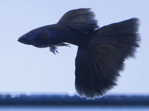 black-moscow guppy